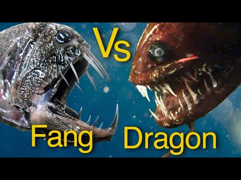 Dragonfish Vs Fangtooth - which is the most awesome predator of the deep?