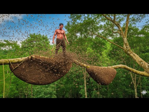 TERRIFYING Wild Honey Hunt – Climbing a Giant Tree Adventure
