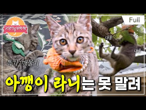 [Full] Please Take Care of My Cat - Rani the Cat Can't Be Stopped
