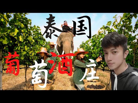 考艾【葡萄酒庄园】体验采摘葡萄 学习制作葡萄酒工艺 被酒香熏醉后的泰国小哥是【甄嬛迷】 桶边品尝时用中文大呼臣妾不胜酒力 【臣妾做不到啊】想不到泰国还隐藏出着 畅销世界的葡萄酒 窖藏七年还限量