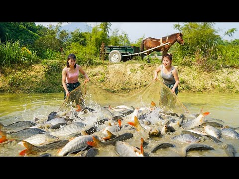 Sister Helped Pull The Net To Catch Many Catfish - Use Horse Drawn Cart Transport Many Fish To Sell