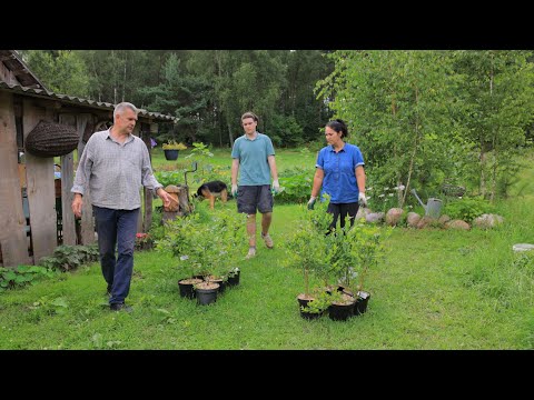 The whole family plants blueberries, then cooks dinner | Murka brought her kittens