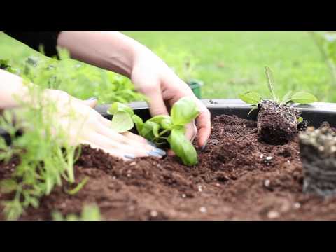 DIY Herb Garden for under $30