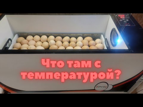 Не покупай инкубатор OVO-78, пока не посмотришь это видео