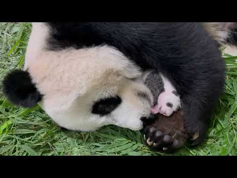 Kai Kai and Jia Jia's giant panda cub at 30 days