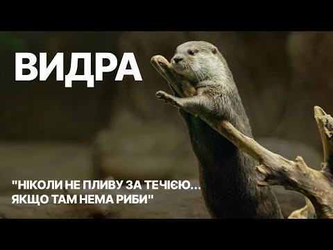 Це не котик — це ваша нова улюблена хижа тварина