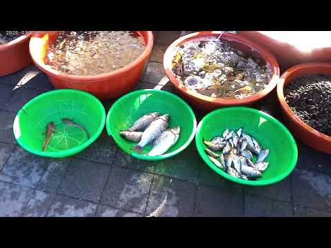 성남모란시장 5일장 sungnam Moran market 5일장