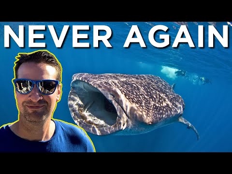 Swimming With Whale Sharks in the Philippines - What They Don't Tell You