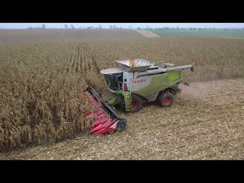 Zber kukurice 2025 | Claas Lexion 770 | New Holland | SPD Veselé 
