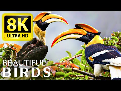 The most amazing BIRD COLLECTION at 8K 60FPS HDR - With Super Relaxing Animal Sounds