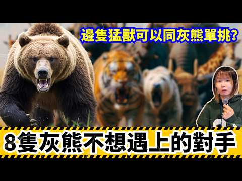 【8隻可以單挑打贏灰熊的猛獸】熊最不想遇到的八大對手！當河馬遇上灰熊誰勝誰負？灰熊遇上那一隻野獸冇得打? 誰是真正的陸地霸主？北海道灰熊 中文字幕 #熊 #日本熊 #廣東話 ＃日本旅遊 #廣東話