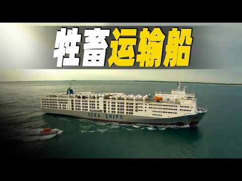 走進世界最大的牲畜運輸船，最大可裝載 20000 頭牛或 60000 隻羊，耗資1億美元建造，探秘牲畜運輸船的日常 #大脑洞记事