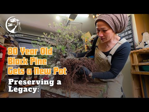 80 Year Old Black Pine Gets a New Pot