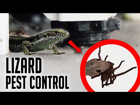 Aussie man puts lizards in his house to eat spiders