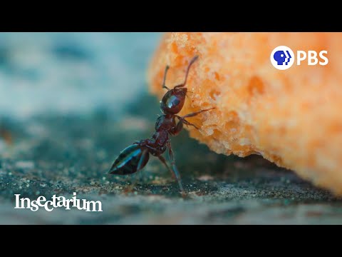 How Ants Make Our Cities Healthier