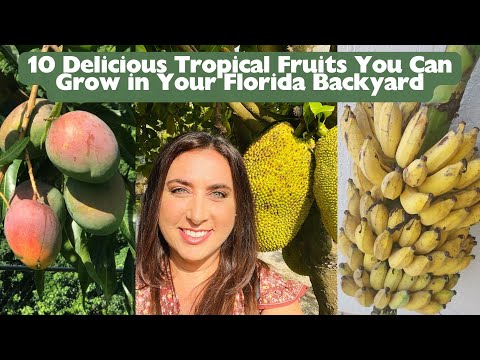 10 Delicious Tropical Fruits You Can Grow in Your Florida Backyard