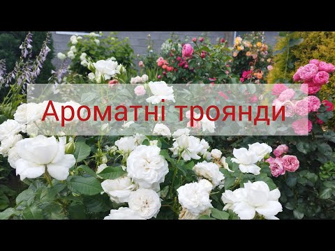 Ароматні/Запашні троянди в саду🌹