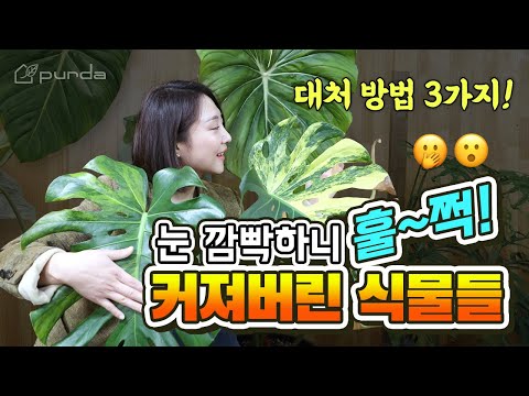 감당할 수 없을 정도로 커져버린 식물들, “딱 3가지 방법”으로 대처하세요!│몬스테라, 필로덴드론, 고사리
