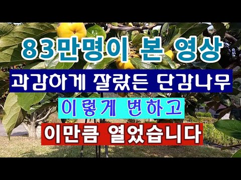 [Garden Farmer. 1,261] 830,000 views. A boldly shortened persimmon tree in autumn. #PersimmonGrowth