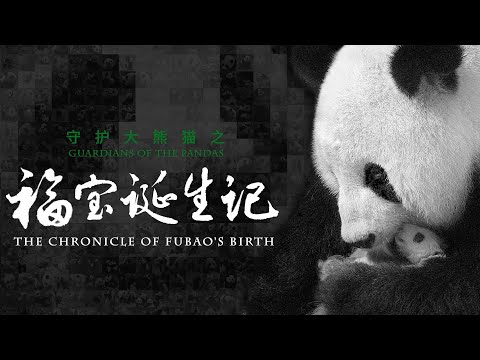守護大熊貓之“福寶”誕生記 | iPanda熊貓頻道