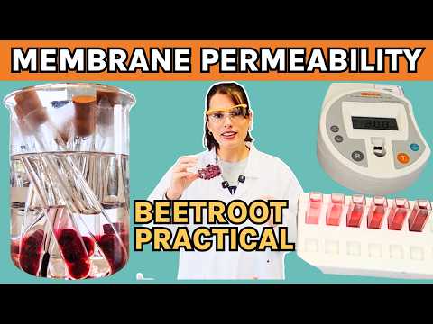 REQUIRED PRACTICAL 4- Membrane permeability (beetroot) with alcohol. Biology A-Level Practical
