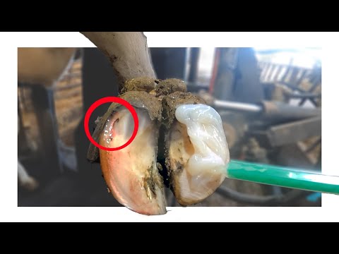 HIDDEN *HOOF ABSCESS POPS* AS IT BURSTS