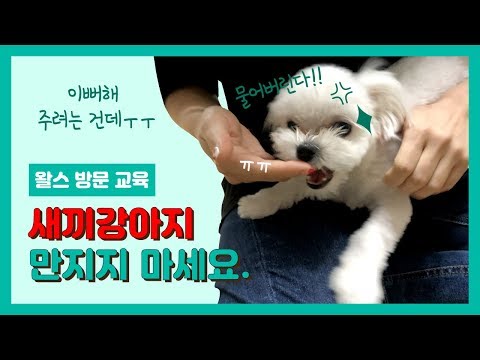[Puppy Training] My puppy keeps biting my hand. "Is it because it tickles my teeth?"
