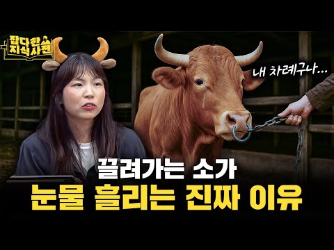 아프리카 보츠와나에서 소 엉덩이에 눈알 그린 사연은? / 소가 되새김질에 진심인 이유 🐄
