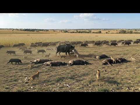 这就是为什么野猪正在成群消失——发生的事情让科学家们感到震惊