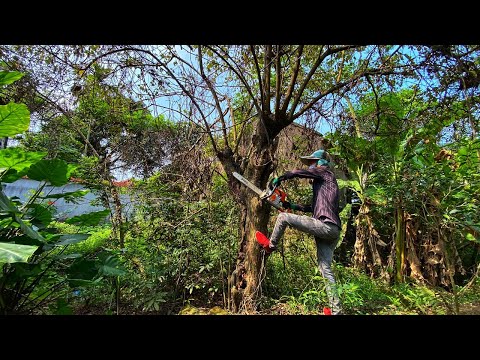 Saw down A 100-year-old large apple tree unexpectedly Hollowed in the trunk the Stihl Saw-Cut MS250