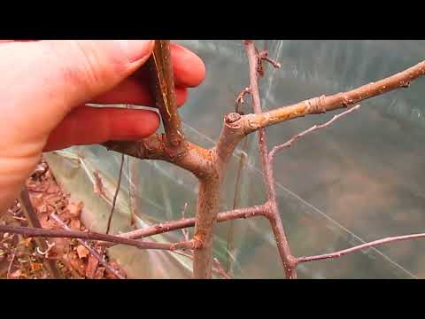 КОГДА МОЖНО ПРИВИВАТЬ ВЕСНОЙ.