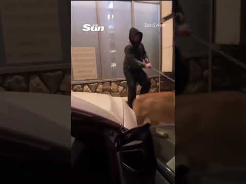 Moment lion on lead MAULS man after he tried to shake its paw