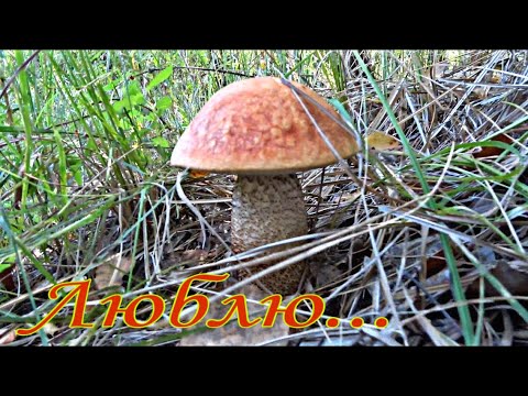 Грибы в сентябре. Нашел новое местечко.