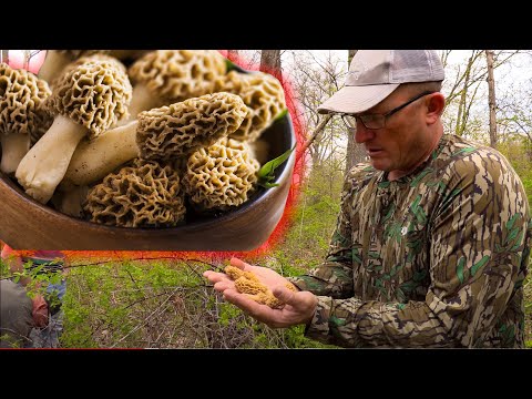 How to Find MORE Wild Morel Mushrooms! {Catch Clean Cook} Most Delicious Mushroom!!!