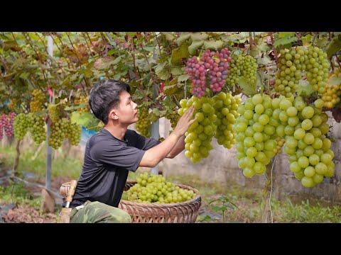 Living off grid in forest, gardening, growing grappes, asparagus and harvest go to market sell