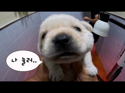 이 가나디는 커서 군견이 됩니다  [군견이 되 ep.2]