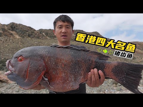 《Oman自驾》第27集：与海豚同游，夜潜抓大龙虾，隔天大鲍鱼自由 #抓龙虾 #鲍鱼 #潜水 #阿曼 #赶海 #荒岛生存 #户外露营