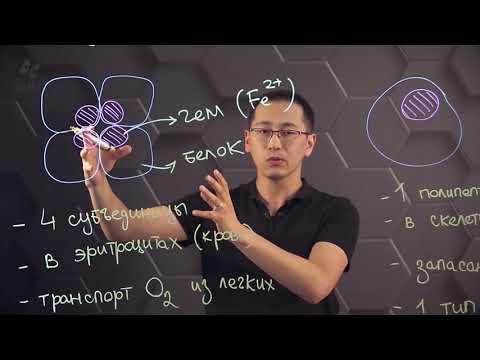 The structure and functions of human hemoglobin and myoglobin. Grade 10.