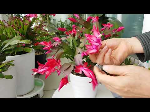December crab feet. Try this crayfish cactus flower. Is it surprising?