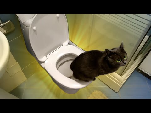 КАК ПРИУЧИТЬ КОТА К УНИТАЗУ? - ОЧЕНЬ ПРОСТО! Из личного опыта..