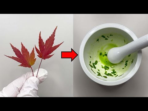 단풍잎을 갈아버리면 놀라운 사실이 나타납니다 ㄷㄷ - 단풍 해부