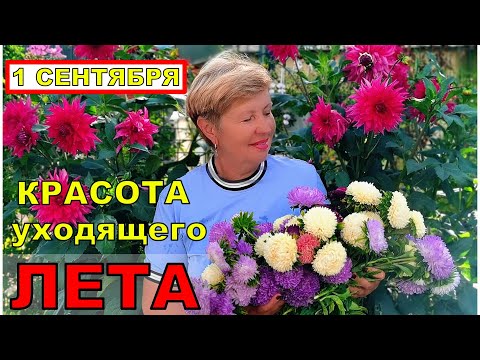 Лучшие уголки нашего сада в сезоне 2024. Обзор сада на 1 сентября.