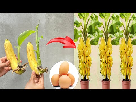 UNIQUE with super fast and simple banana tree propagation method, only need 1 chicken egg