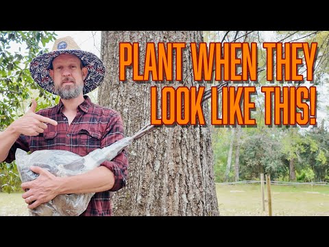 Nursery tree-planting secret! (Bare-root is Best Root)