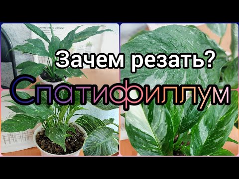 #Ответы на #комментарии 🌱Зачем резать #СПАТИФИЛЛУМ 🌸 #Женскоесчастье #цветы #растения #размножение