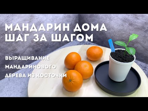 Mandarin at Home. Step by Step | Growing a Mandarin from a Seed [IN THE FIRST WAS A SEED]