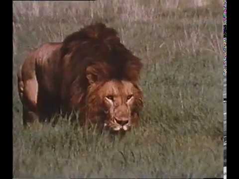 National Geographic: The Big Cats (1974)