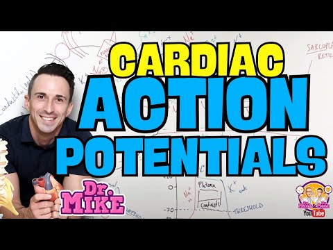 Cardiac Action Potentials
