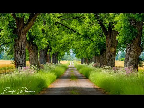 Soothing Healing Music 🌿 Relaxes the nervous system and soothes the heart and soul