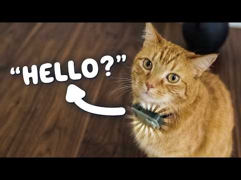 I tested the smart phone made for cats...